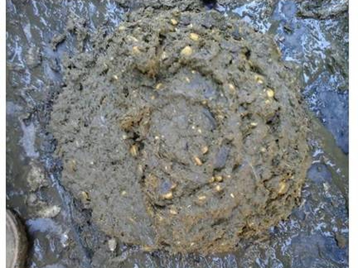 Amostra relacionada à avaliação de amido fecal