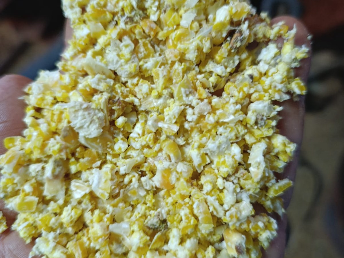 Grão processado para alimentação de bovinos