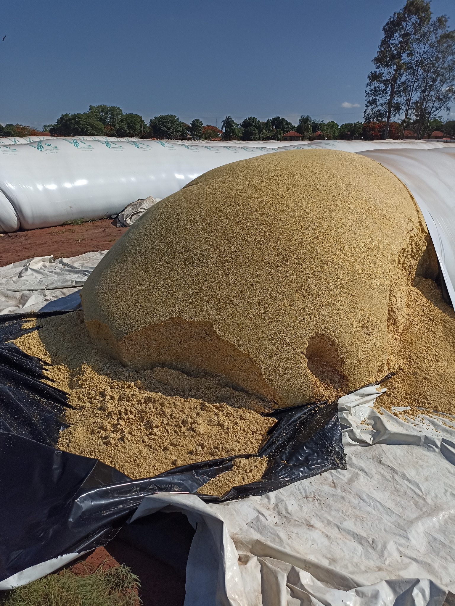 Milho processado armazenado em silo-bolsa