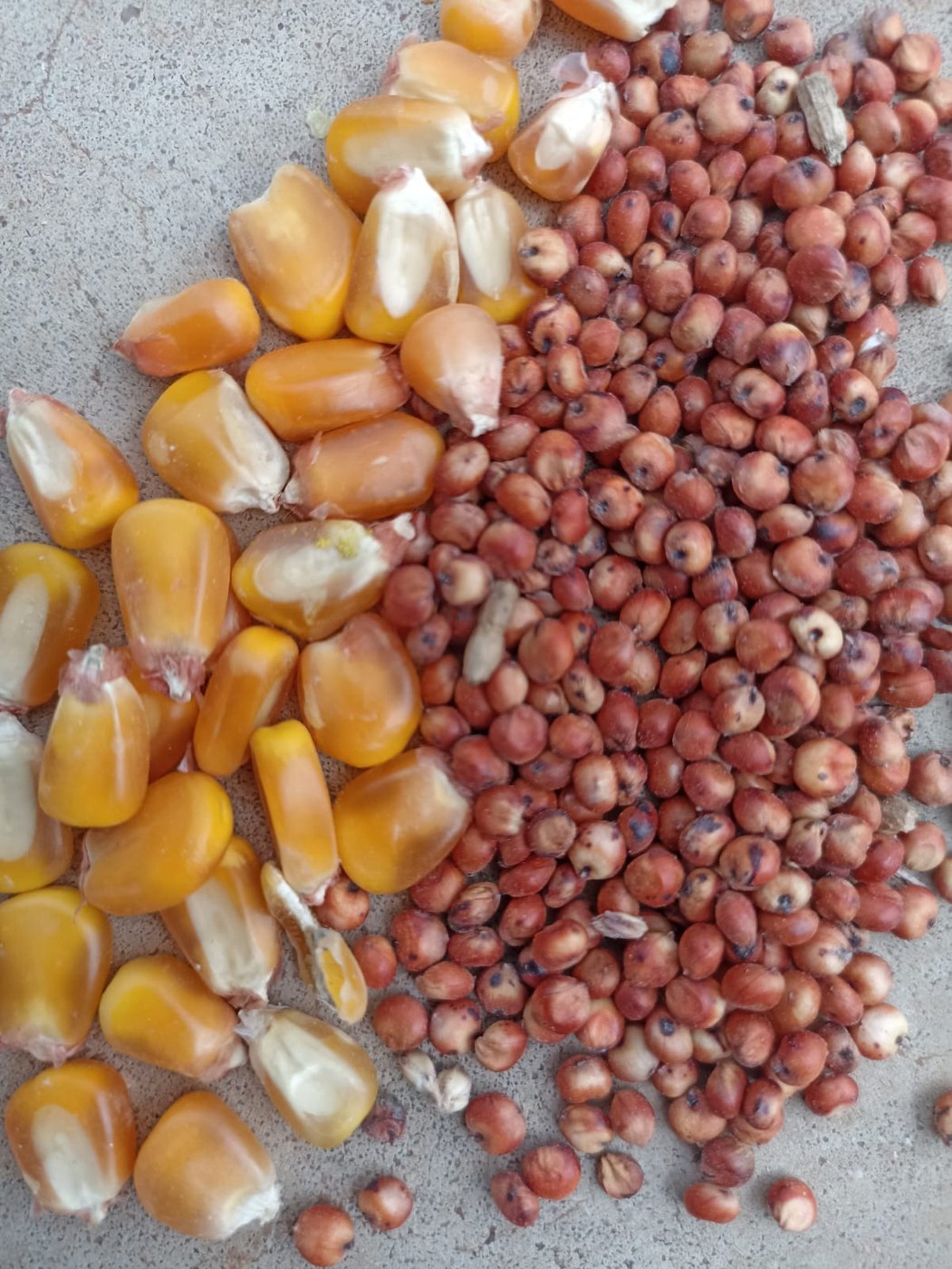 Comparação visual de milho e sorgo
