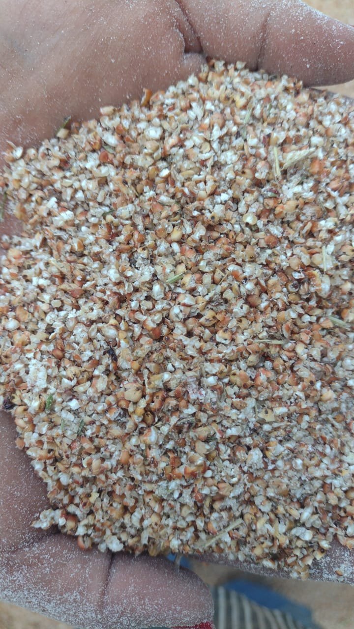 Sorgo processado em avaliação